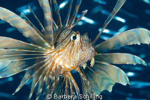 Hunting Lion Fish at the Kudimaa Wreck in South Ari Atoll by Barbara Schilling 